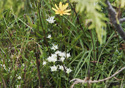 Gentiana douglasiana